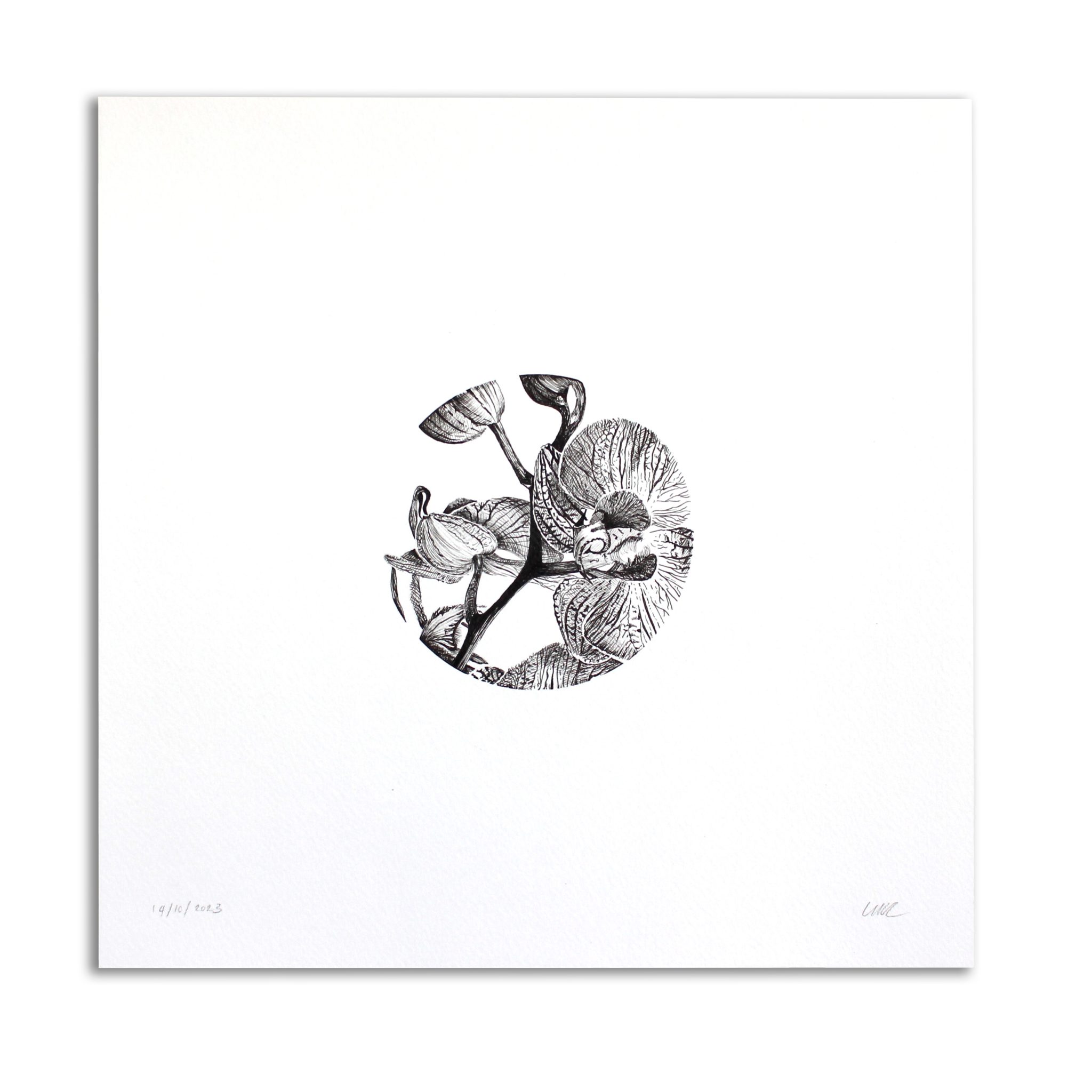 Orgidieë by LynnMarié Unsung Art